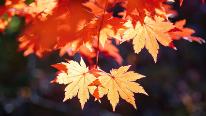 Wall Mural - Autumn representation of the red maple tree.