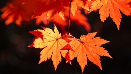Wall Mural - Autumn representation of the red maple tree.