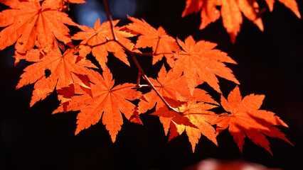 Wall Mural - Autumn representation of the red maple tree.