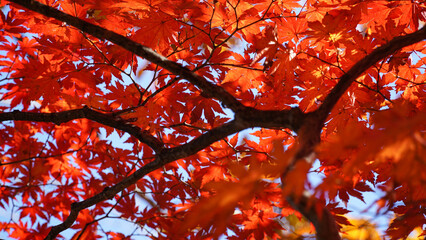Wall Mural - Autumn representation of the red maple tree.