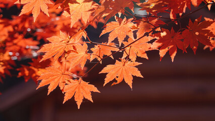 Wall Mural - Autumn representation of the red maple tree.
