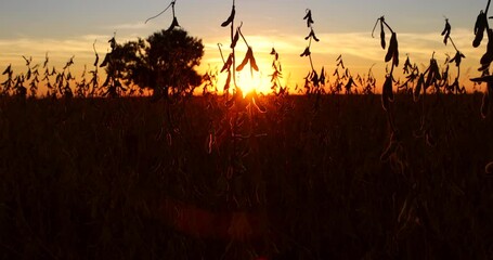 Wall Mural - Walk through a ripe soybean field at sunset, beautiful landscape rural scene with a big tree in the middle of an agricultural field, slow motion