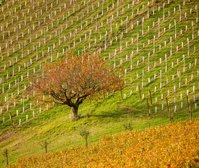 Wall Mural - trees in the wineyard