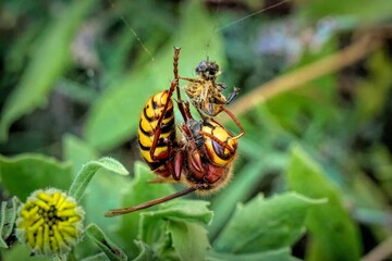 Canvas Print - Wasp on eating an insect in a garden against a blurred background