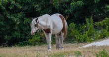 Spotted White Horse Grazing In Grass Near Sandy Beach