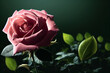 Close up pink roses with soft focus, cinematic lighting and copy space. 3D rendering