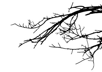 Tree branches silhouette on white background. silhouette tree on white background.Tree branches silhouette isolated on white background.