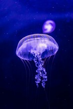 Vertical Shot Of A Gorgeous Transparent, Glowing Purple Jellyfish On A Blue Background In A Dark Sea