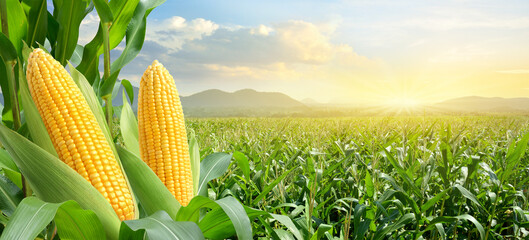 corn cobs in corn plantation field with sunrise background.