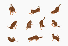 Bundles Of Brown Cat Movement Vector Illustration 