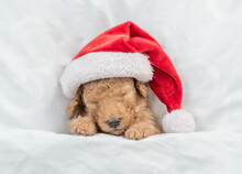 Tiny Toy Poodle Puppy Wearing Red Santa Hat Sleeps Under White Warm Blanket On A Bed At Home. Top Down View