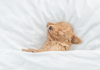 Aufkleber - Newborn Toy Poodle puppy sleeps under  white blanket on a bed at home. Top down view