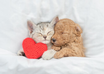Poster - cute tiny toy poodle puppy hugs happy tabby kitten under white warm blanket on a bed at home. top do