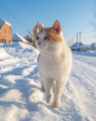 Wall Mural - The cat is walking on a snowy road.