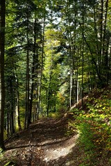 Canvas Print - Vertical shot of hiking trail through green forests of Vaud Alps, Switzerland on sunny day in autumn