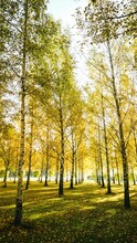 Vertical Shot Of A Forest With Tall Wooden Trees And Yellow Leaves In Autumn In Sunlight