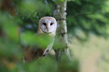 Wall Mural - Portrait of a barn owl with green blurred background. Tyto alba