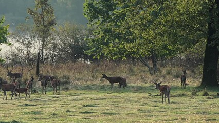 Wall Mural - Deer in the wild at sunrise (Cervus elaphus)