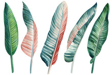 Jungle Design. Palm Leaf Set On Isolated Background, Hand Drawn Watercolor Painting. Tropical Flora