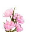 Fototapeta Tulipany - Pink tulip flower on pastel background.