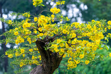 Wall Mural - Apricot bonsai tree blooming with yellow flowering branches curving create unique beauty. This is a special wrong tree symbolizes luck, prosperity in spring Vietnam Lunar New Year 2022