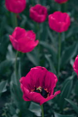 Poster - red tulips in the garden