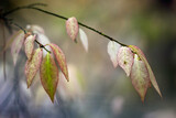 Fototapeta  - jesienna gałązka