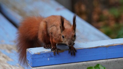 Poster - squirrel eating a nut