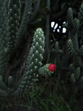 Vertical Closeup Shot Of Green Cactus With Barely Blooming Red Flowers