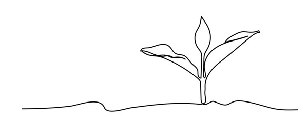 continuous line sapling growing in the garden