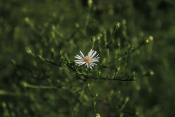 Wall Mural - a single robin's plantain wildflower