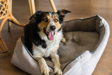 Happy Border Collie X Cattle Dog At Home