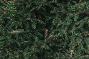 Spruce branch. A beautiful fir branch with needles. Branches of a green spruce in the forest. Spruce close-up. Natural green Christmas tree background.Selective focus.