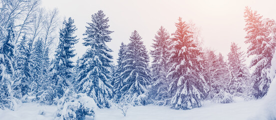 Wall Mural - Morning sunrise in the spruce forest with firs covering by soft snow.