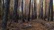 Forêt de pins calcinée, après le passage des incendies de l'été 2022, à proximité du secteur de Landiras