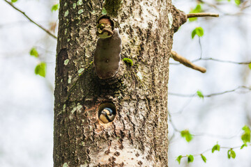 Canvas Print - Woodpecker in a nest hole