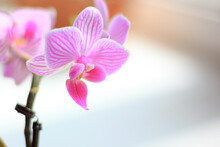 Beautiful Palaenopsis Mini Orchid On The Window