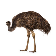 Adult Emu Bird Aka Dromaius Novaehollandiae, Standing Side Ways. Head Down. Isolated On A White Background.