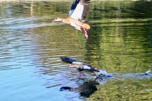 Nile Geese Taking Off To Fly