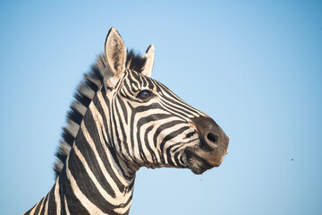 Wall Mural - Portrait of a zebra