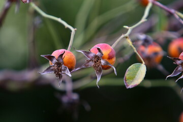 A wild rose has matured in a city park in northern Israel.