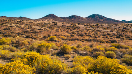 Wall Mural - Autumn arid meadow landscape in the wilderness high desert mountains in Albuquerque, New Mexico, USA