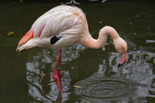 Pink Flamingo Looking For Food In The Water.