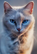 Profil einer sehr schönen Katze mit blauen Augen