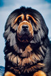 Schöner Tibetanischer Mastiff Hund isoliert mit dicken Haaren