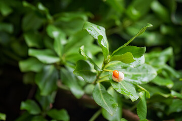 Sticker - Orange small fruits on a tree with green leaves.