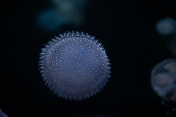 Canvas Print - Closeup of Phyllorhiza punctata, also known as the floating bell, Australian spotted jellyfish.