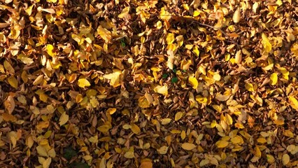 Poster - High angle smooth slow motion footage of dry leaves. Abstract autumn background.