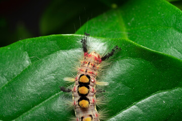 Sticker - butterfly caterpillar, common brushtail, or antique wave, or antique brush, Orgyia antiqua