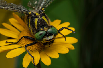 Canvas Print - Dragonfly close up, focused on head